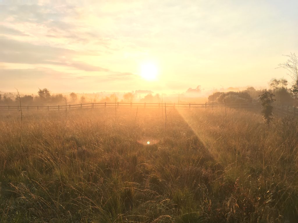 Bog Sunrise