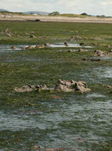 Intertidal seagrass growing across a shallow coastal mudflat with patches of water and exposed sediment at low tide.